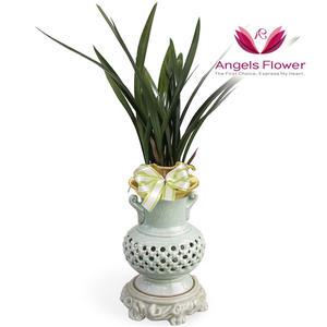 [엔젤스플라워] 산천보세 고급형 투각분 동양란 관엽식물 전국 꽃배달서비스