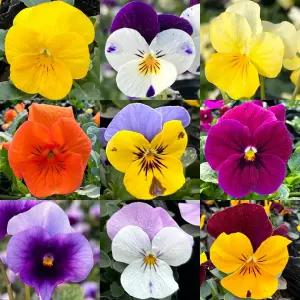 겨울꽃모종  비올라 4치포트