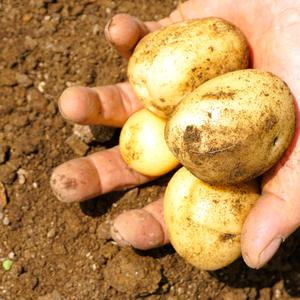 [365신선장터] 25년 수확한 국내산 햇 세척감자 2,3,5,10kg