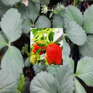 설향 딸기모종(포트) 10개 cs25