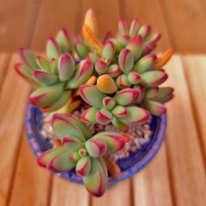 애성 키우기 예쁜 실내 다육식물 화분별도1-35랜덤