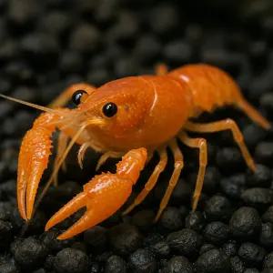 미니 오렌지 가재 1마리