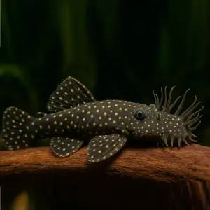 블랙안시 숏핀 2마리