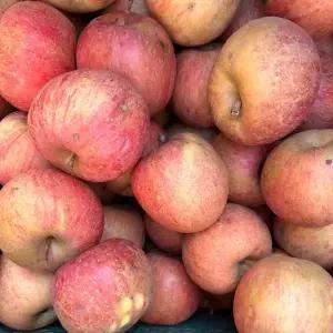 산지 직 송 연구소 농가돕기 노마진 청송 꿀 가정 부사사과 2kg내외 13-15과