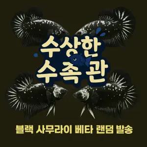 [수상한수족관] [플라캇베타 ] 사무라이 하프문 플라캇 수컷 베타 / 1마리 / 랜덤발송