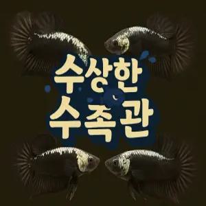 [수상한수족관] [플라캇베타 ] 사무라이 하프문 플라캇 암컷 베타 / 1마리 / 랜덤발송