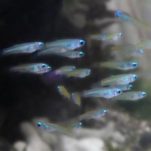 [파란수족관]열대어, 램프아이[10마리]