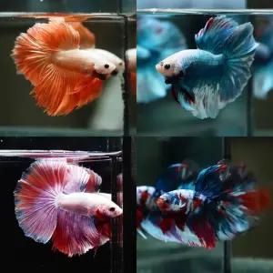 하프문 베타 수컷(랜덤색상) 1마리