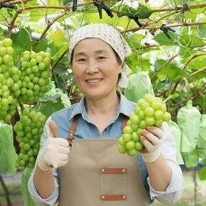 경북 영천 실속형 고당도 씨없는 포도 샤인머스켓 4kg, 5-6수