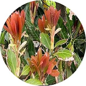 후박나무/후피나무/Machilus thunbergii Siebold/묘목/5치분묘/60cm묘목/대기정화/대량주문내고