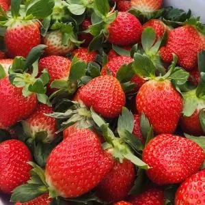 딸기 설향 논산 새콤달콤 딸기