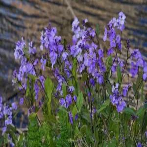 소래풀 씨앗 혼합 50g 야생화 꽃씨 씨 종자 (NP)