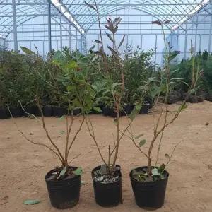 블루베리나무 묘목 듀크 2.5년생 포트묘