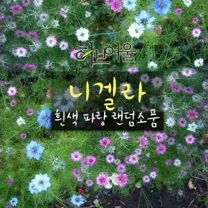 [허브여울초화] 니겔라 (흑종초 씨앗식용) 지름 9 cm 소품화분 (좋은흙만사용)