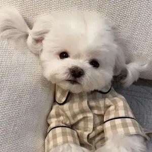 (BND-F15) MP27NK11 롤업 체크 파자마 잠옷 강아지잠옷