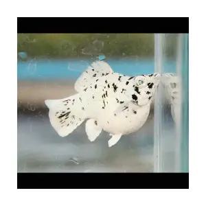 [에이투비]보석눈 몰리 플래티넘 화이트 마블 라운드테일 / 2 ~ 2.5 cm 내외 / 트리오(암2+수1)