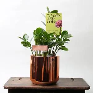 아트박스/러브피어리 금전수 메탈릭 골드 미니화분 집들이 개업 영전 화분