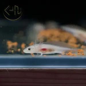 화이트 핑크 우파루파 (아홀로틀, 관상어, 열대어)