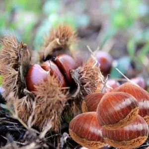 국내산 2025년 햇 공주 공주밤 옥광밤 생율