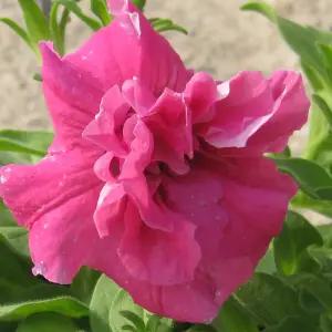 [허브여울초화] 겹페츄니아 핑크 살몬 진보라 (페튜니아) 지름 10cm 소품모종 화분 (좋은흙만 사용)