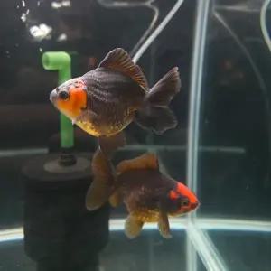 금붕어 A급 블랙홍두 단미 오란다 9cm내외 1마리