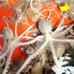 갯뻘 산낙지 중 5마리. 탕탕이.낙지볶음등 선물용. 살아서 도착