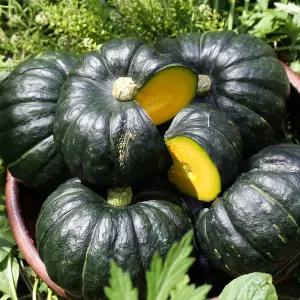 [롯데백화점]친환경팔도 함평 정대성님의 무농약 햇 미니단호박(밤호박) 2kg