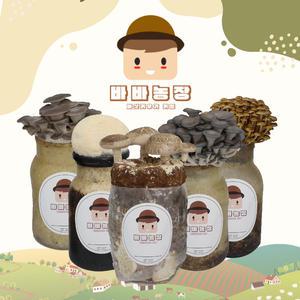 바바농장 표고 팽이 노루궁뎅이 느타리버섯 키우기 재배 키트 버섯배지 어린이집 어린이 체험키트