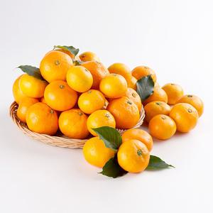 고당도 감귤 10KG 중대과 (L~2L)