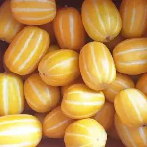 당도선별 가정용 성주참외 5kg 랜덤 (박스포함 5kg이상)