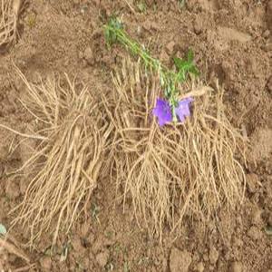 경북 영주 산지발송 미세척 실속 흙약도라지 3kg/25년도라지