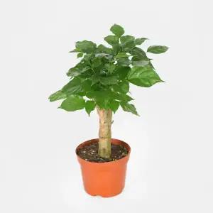 마이플랜트 녹보수 소형 행복나무 모종 실내 공기정화 관엽식물 플랜테리어