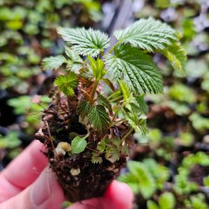 강원도 눈개승마모종 105구트레이 1판 삼나물모종 2년생 눈개승마키우기 3월23일첫발송