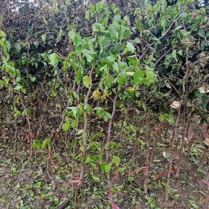 대추나무 / 복조 / 3년생 / 결실주