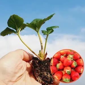 [파머씨드]설향 딸기 모종 8개 베란다 텃밭 딸기 키우기