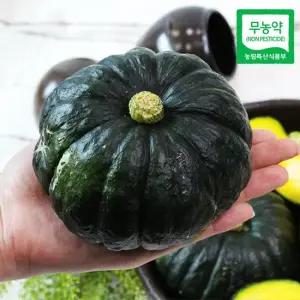 [산지직송] 함평 정대성님의 무농약 햇 미니단호박 밤호박) 1kg