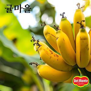 [귤마을] 달콤한 델몬트 바나나 7.8kg 내외(6송이)
