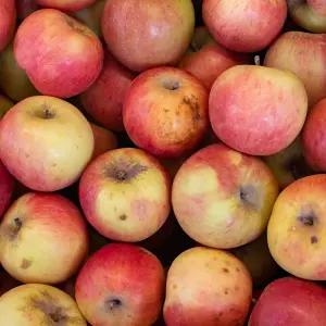 [딜픽]안동 부사 사과 10kg내외 쥬스용/흠과/찍힘/미색과 크기랜덤