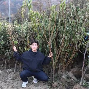 살구나무 묘목 3년생 4년생 신사대실 유실수 과수 과일나무 살구재배 수확 정원수 조경용