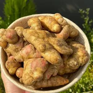 국내산 알뜰 흙생강 5kg/대용량 산지직배