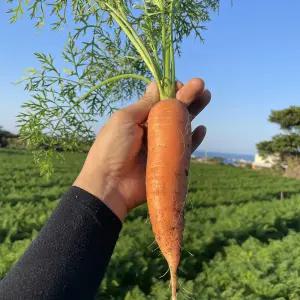 달큰한 제주 햇 당근 3kg/5kg/10kg