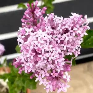 그루담다 라일락나무 미스김라일락 묘목 4치 포트