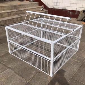 비둘기 케이지 고양이 잡기