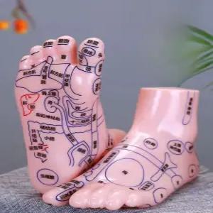 모형 지압표 마네킹 인체 점혈 교습 발반사구 발마사지