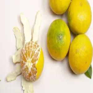 황금향 3kg 13수내 / 제주 프리미엄 과일 선물용 가정용