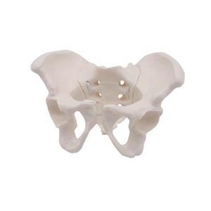 움직임 골반 뼈 여성 활동 고 모형 인체