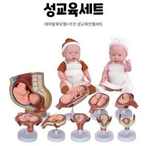 어린이 성교육완구 태아발달모형n남녀인형 탄생의신비 태아신비 인체신비