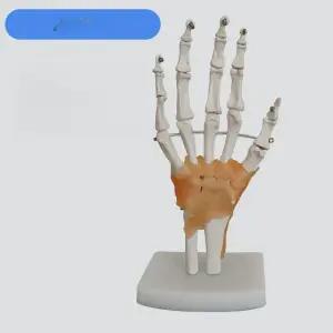 손 발 뼈 모형 손가락 손바닥 실습 골격 관절 교육 인체 해부 신경 무릎 학교 수의학 과학