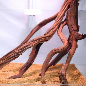 어항꾸미기 유목 나무가지 수조 diy 어항 블루아이스 작은 소품 순목 식물 이웃집