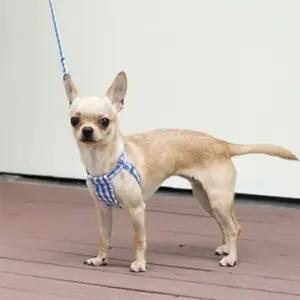 강아지 하네스 리드줄 세트 채크 애견 개 가슴줄 블루 강아지하네스가슴줄 kzO6+7YLa